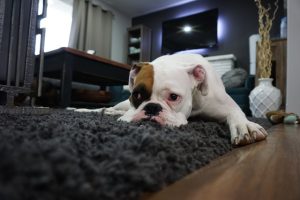 Pet Tapete Felpudo